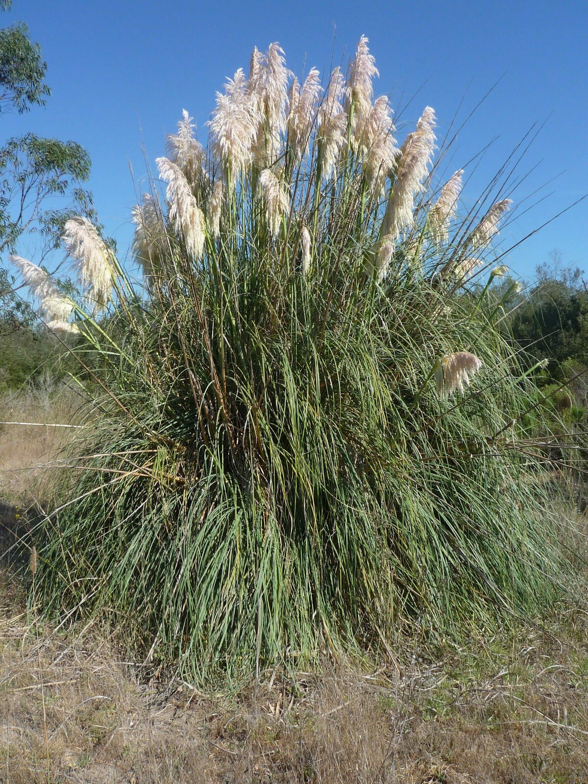 High Resolution Cortaderia jubata Plant